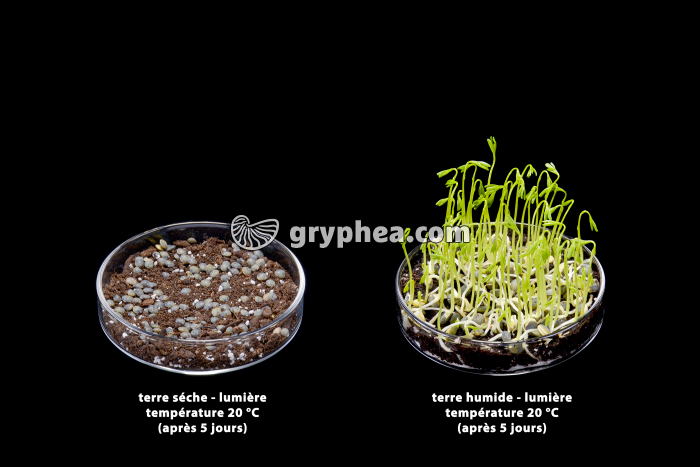 Germination des lentilles - rôle de l'eau (2) - gryphea.org